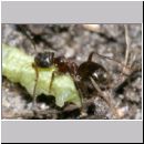Lasius cf niger - Schwarzgraue Wegameise 04 4mm - mit Raupe.jpg